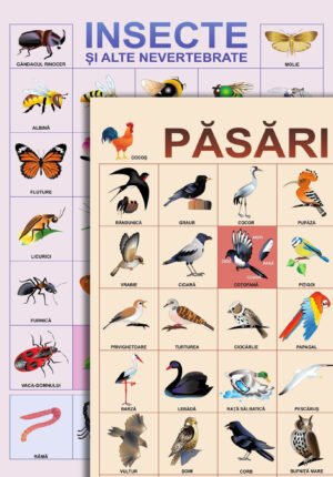Insecte şi păsări; planșe